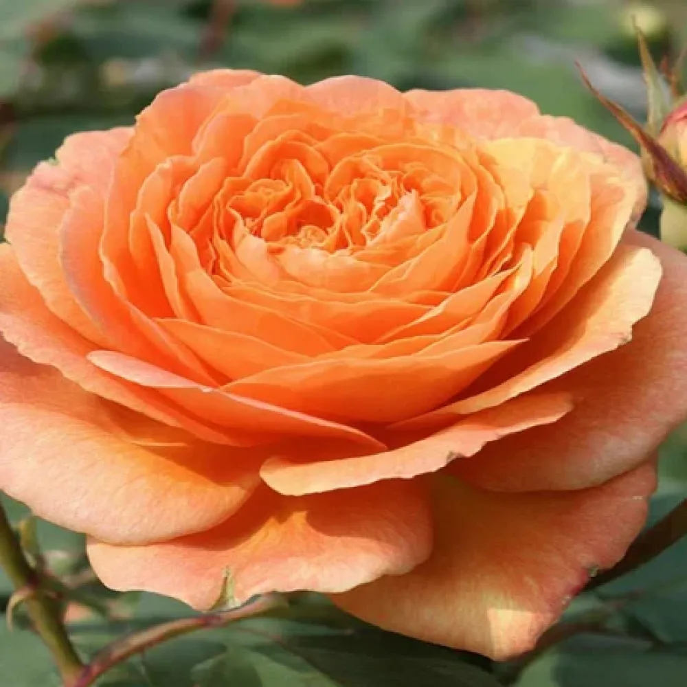 Ros 'Light Whirlwind' – barrotad