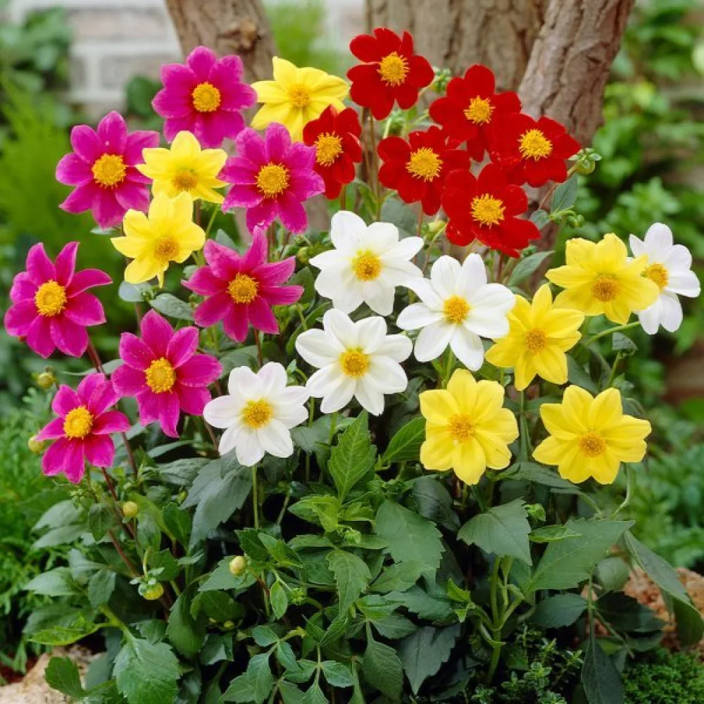 Lågväxande dahlia 'Piccolo Mignon' – blandning