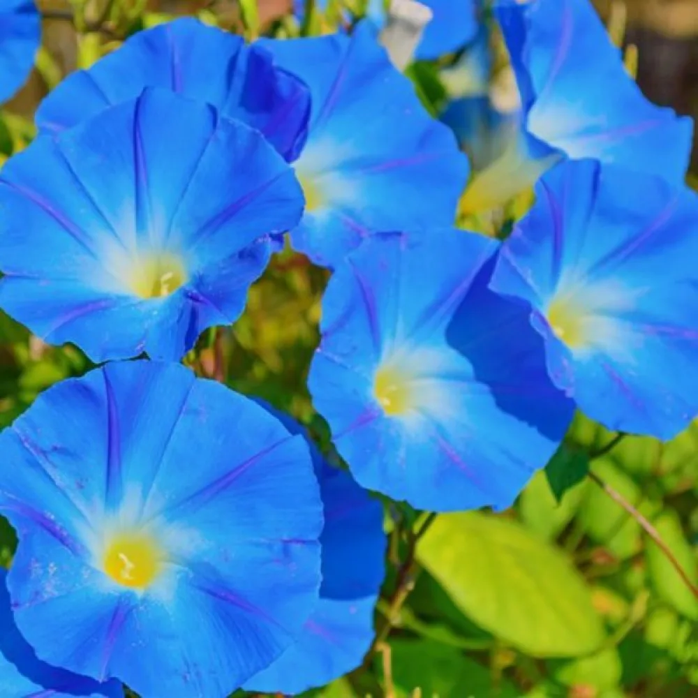 Blomman för dagen 'Heavenly Blue'