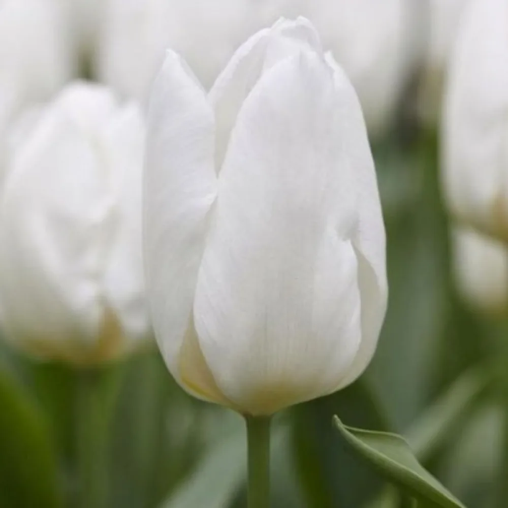 Tulpan 'White prince'