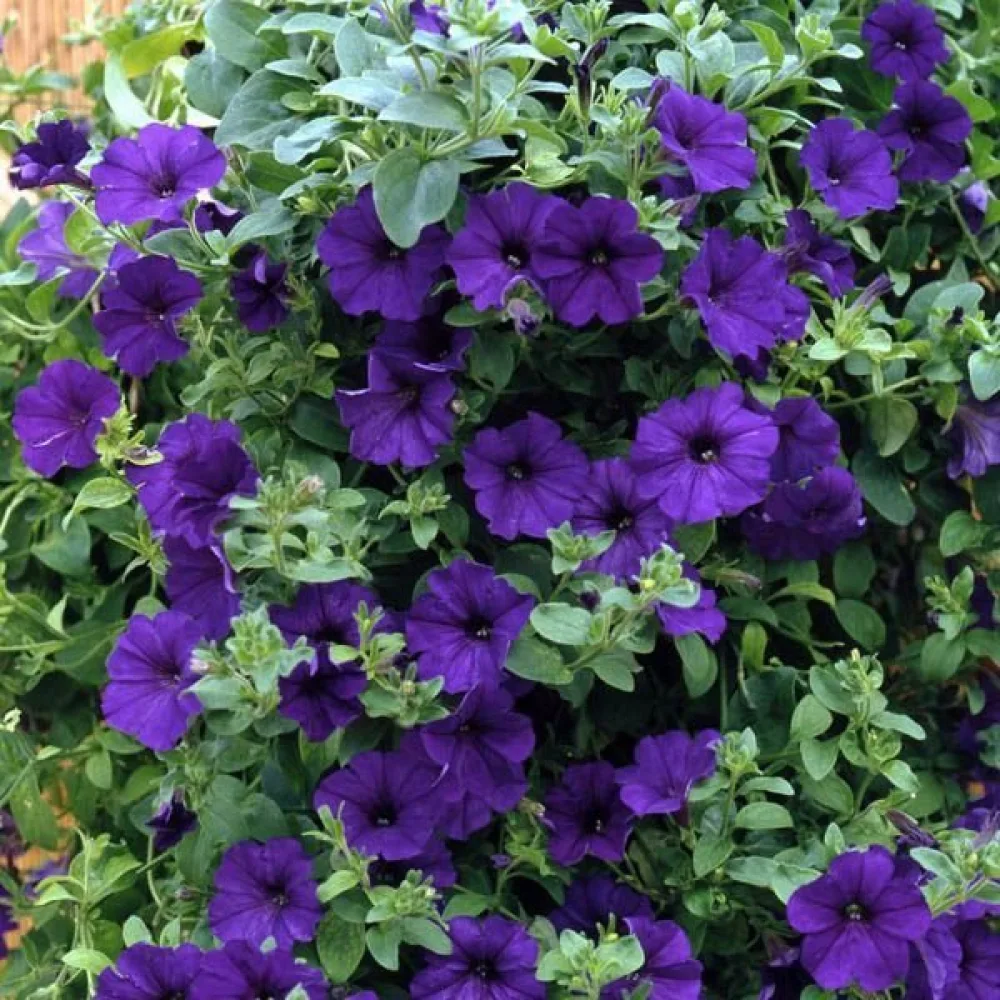 Petunia 'Alderman' – blå