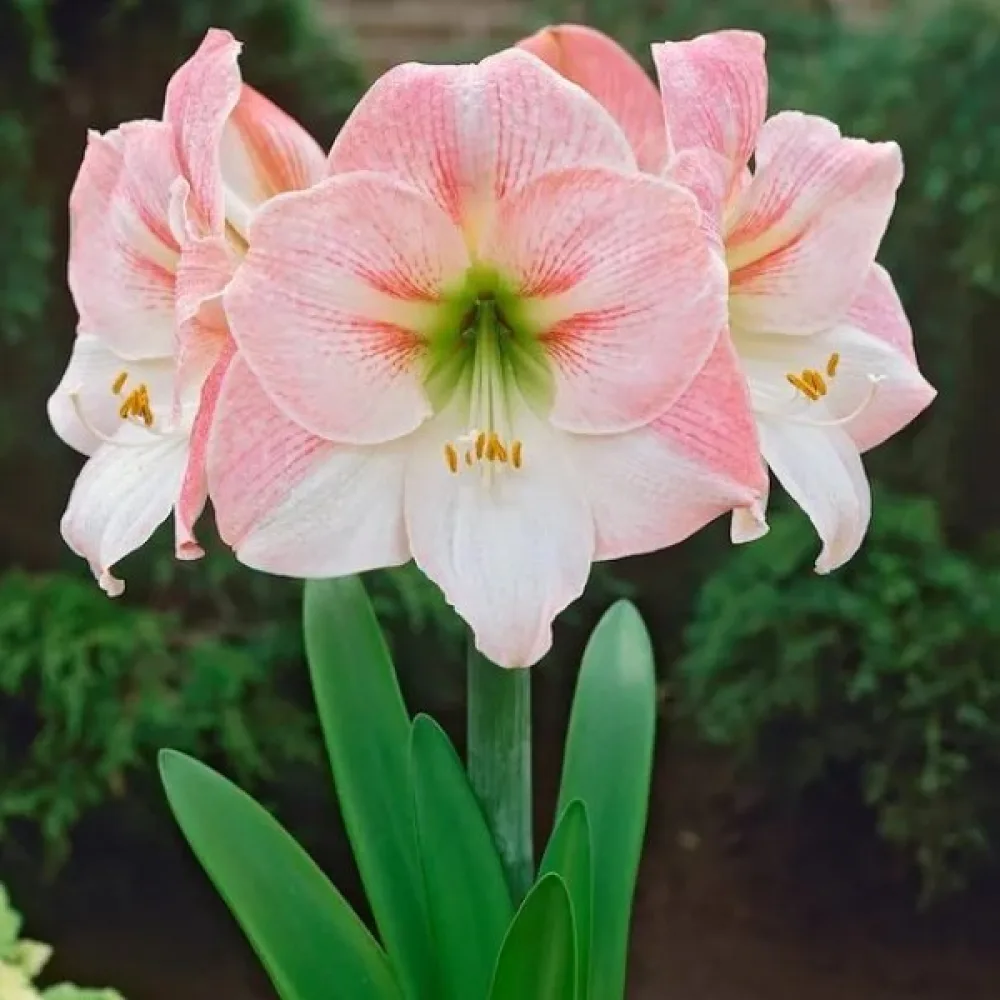 Amaryllis 'Appleblossom'