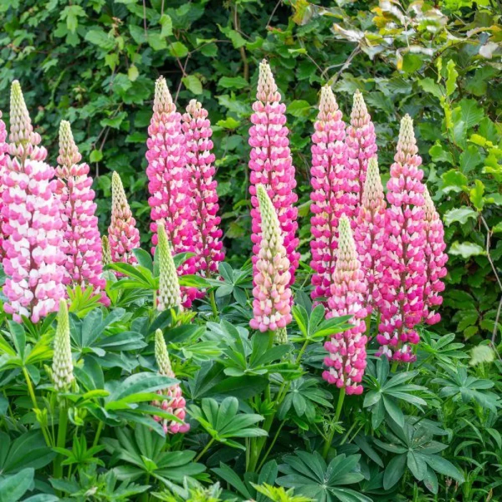 Lupin 'Chatelaine'
