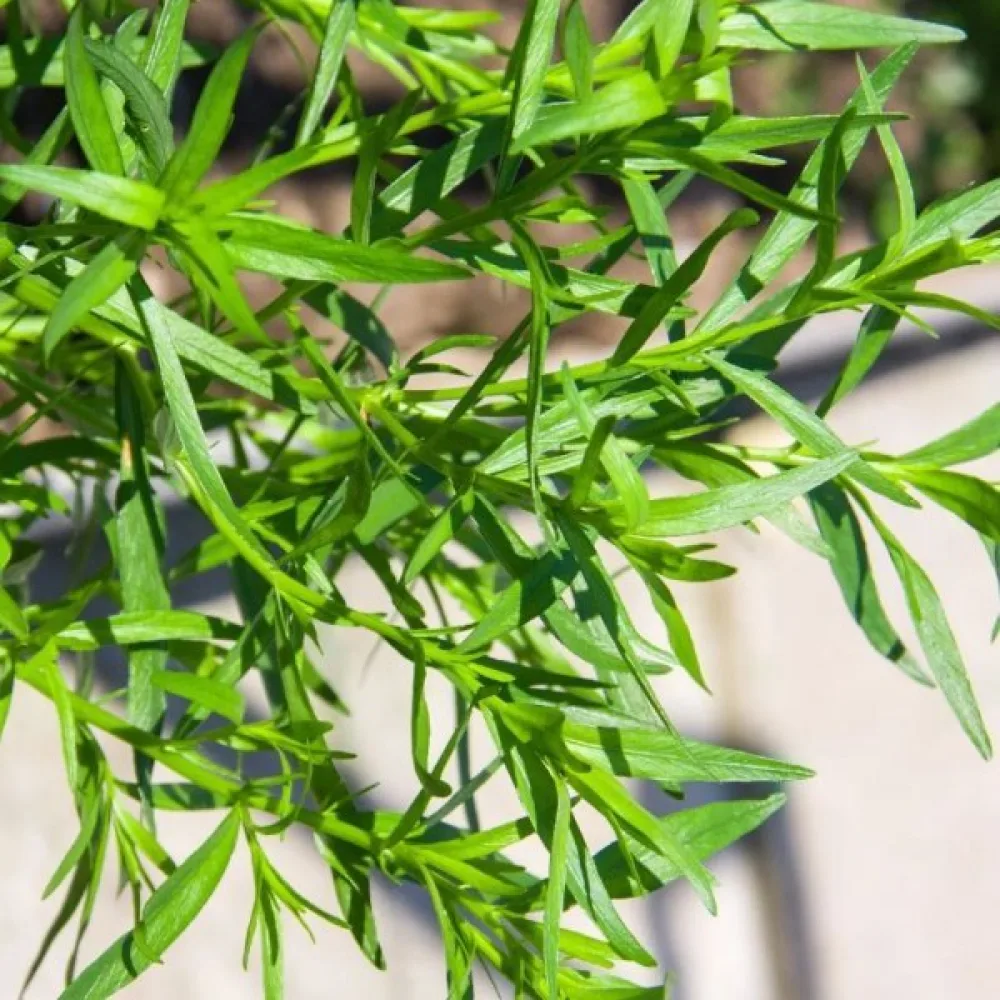 Dragon Artemisia dracunculus