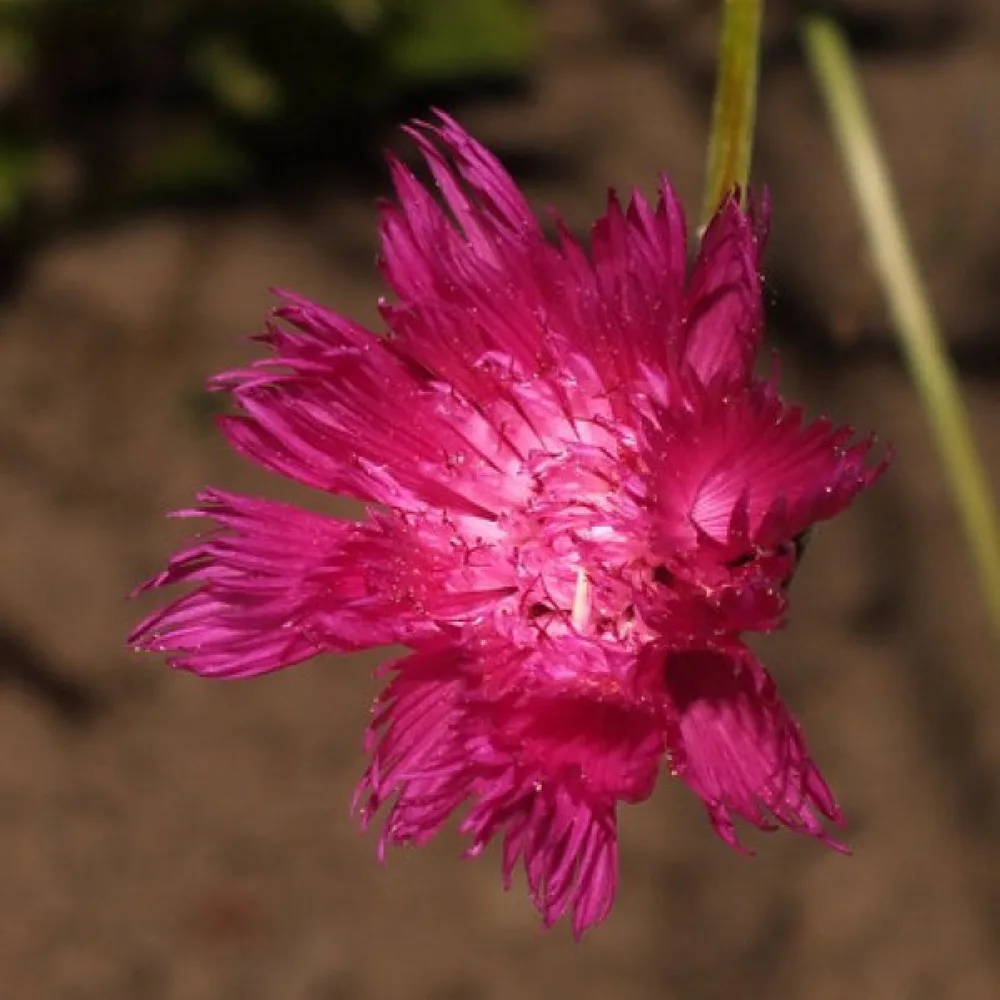 Myskklint 'Lucida', karminröd