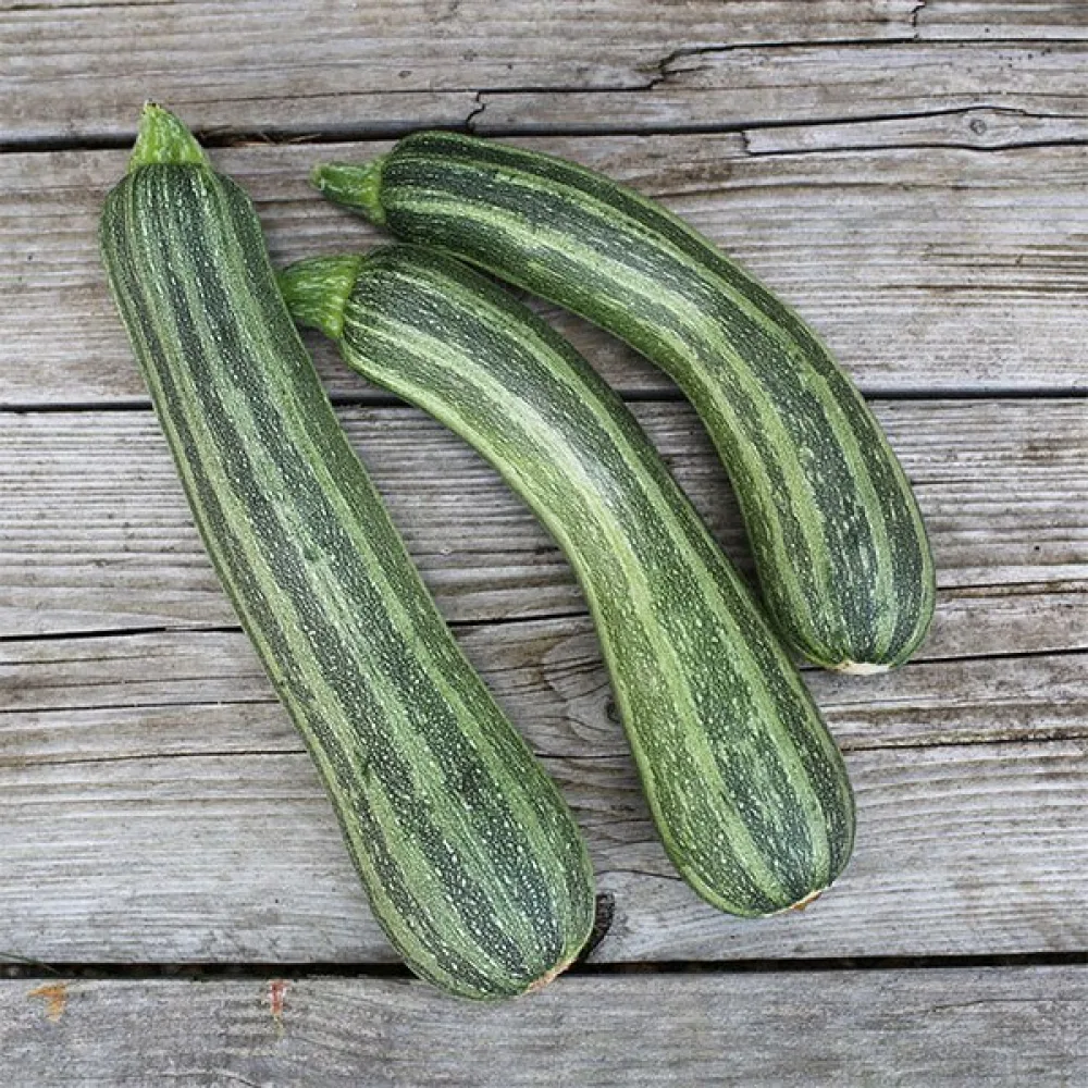 Zucchini 'Striato d'Italia'