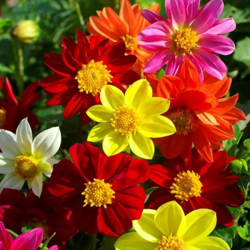 Lågväxande dahlia 'Coltness' – blandning