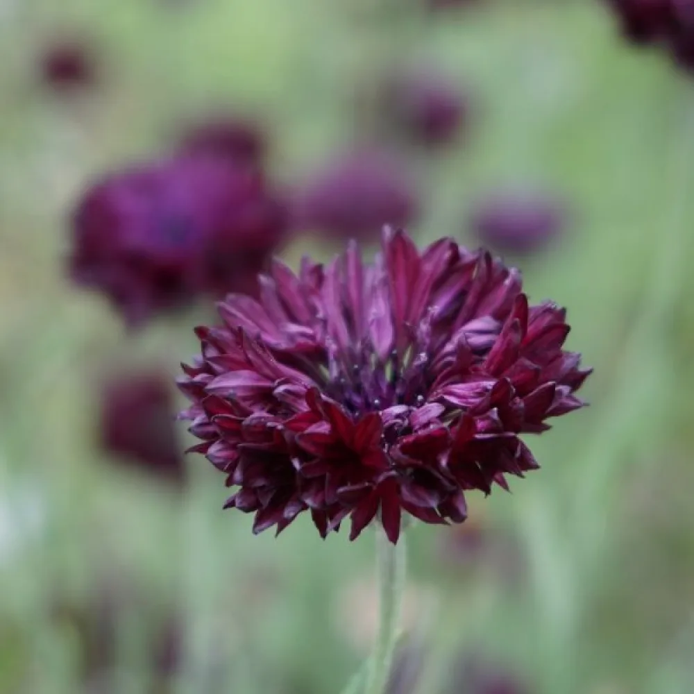 Blåklint 'Black Ball', mörk