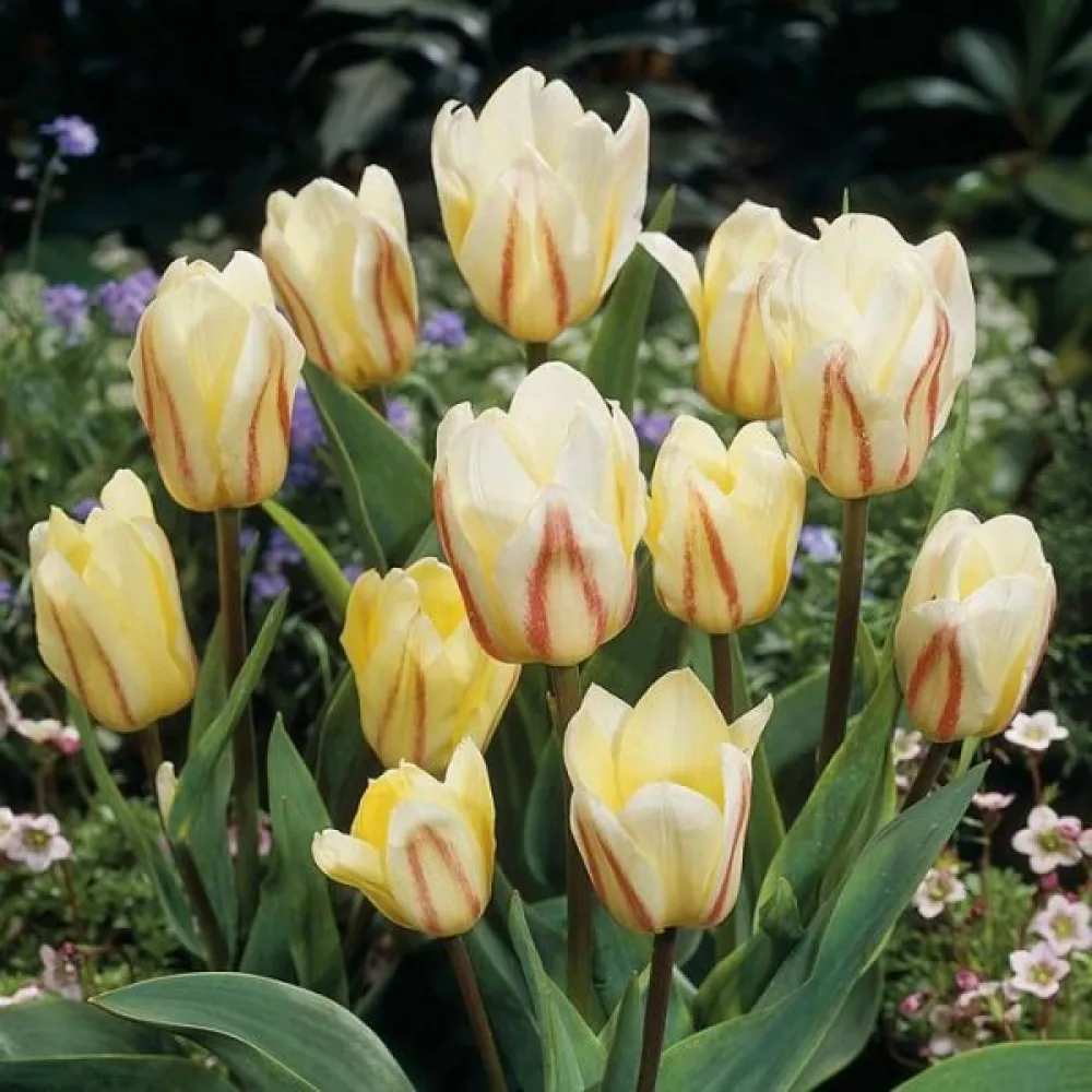 Tulpan 'White Fire'