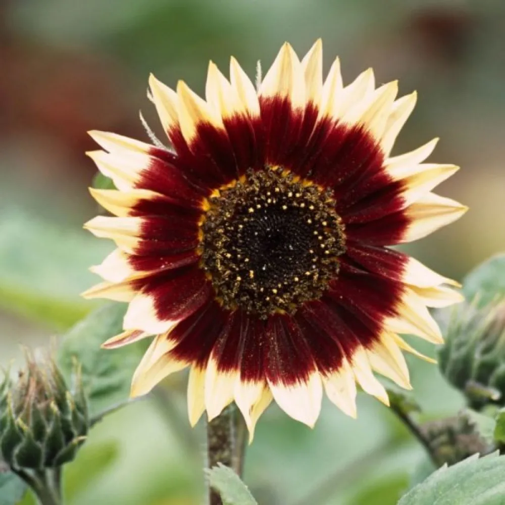 Solros 'Floren'
