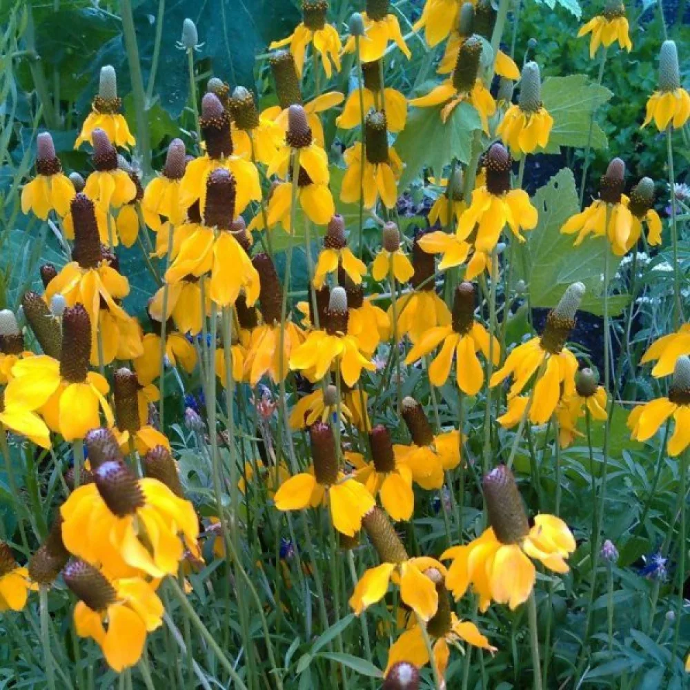Mexikansk hatt Ratibida columnifera