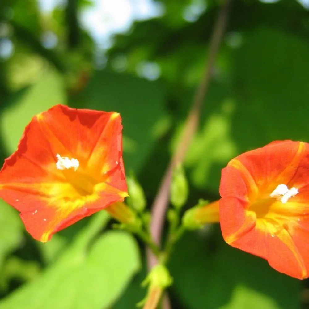 Blomman för dagen Ipomoea luteola – orange
