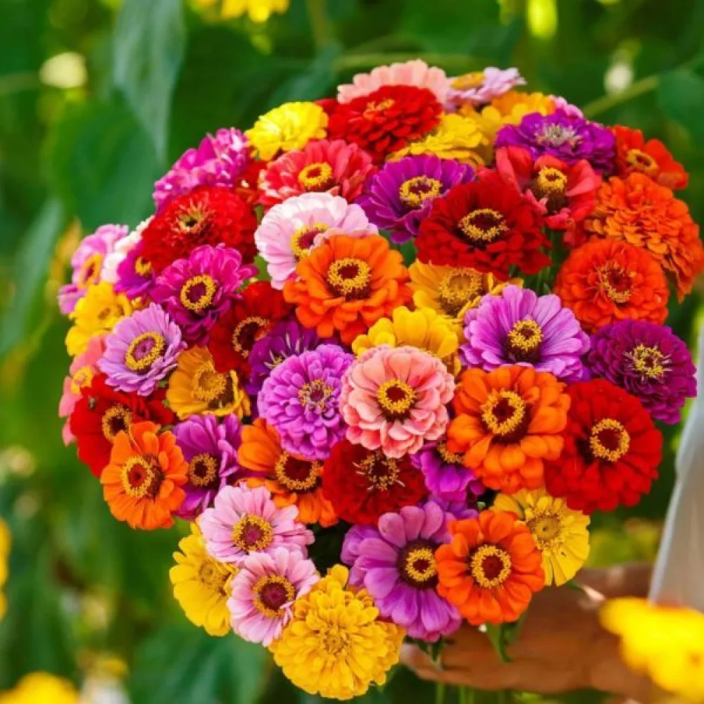 Zinnia 'California' (blandning)