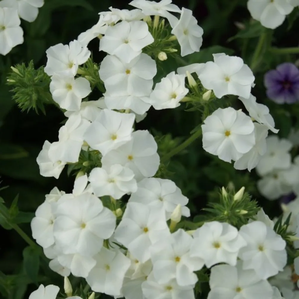 Sommarflox 'Alba'