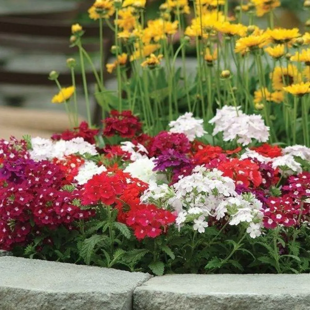 Verbena 'Sparkle' (blandning)