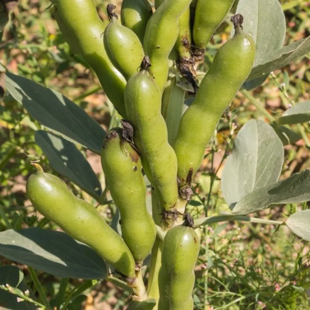 Bondböna 'Extra precoce a grano violetto'