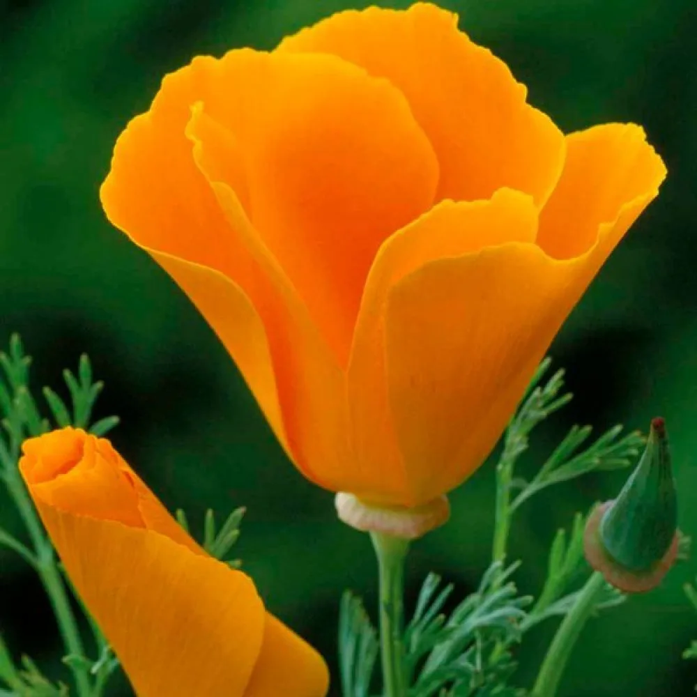 Sömntuta 'Orange King'