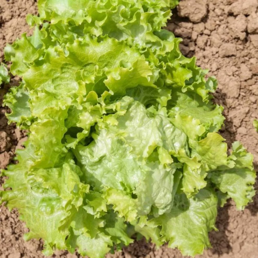 Isbergssallat 'De Pierre Benite'