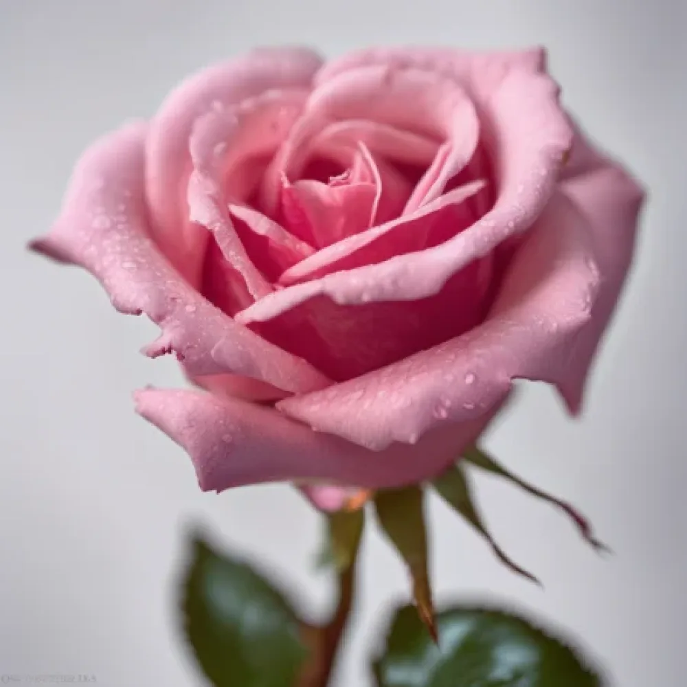 Ros 'Pink Symphony'