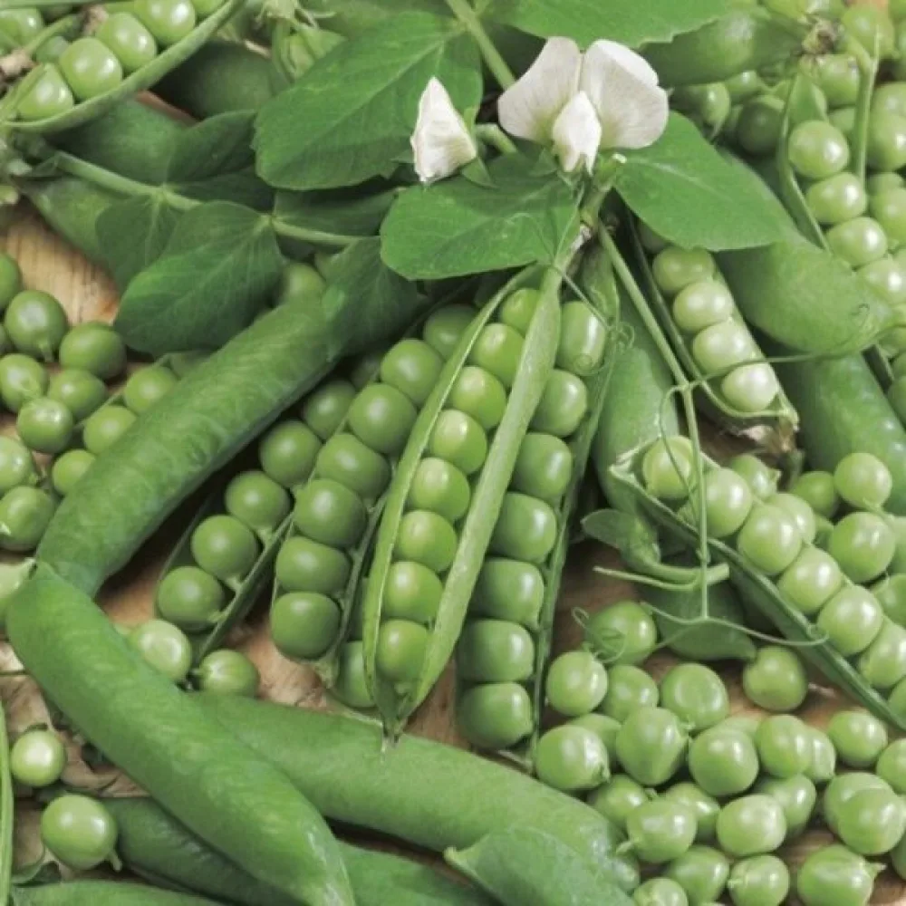 Sockerärt 'Ambrosia'