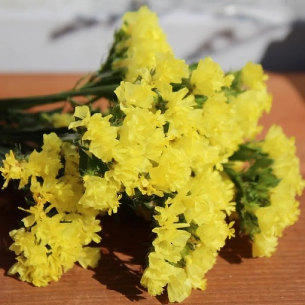 Praktrisp Limonium sinuatum – djupgul