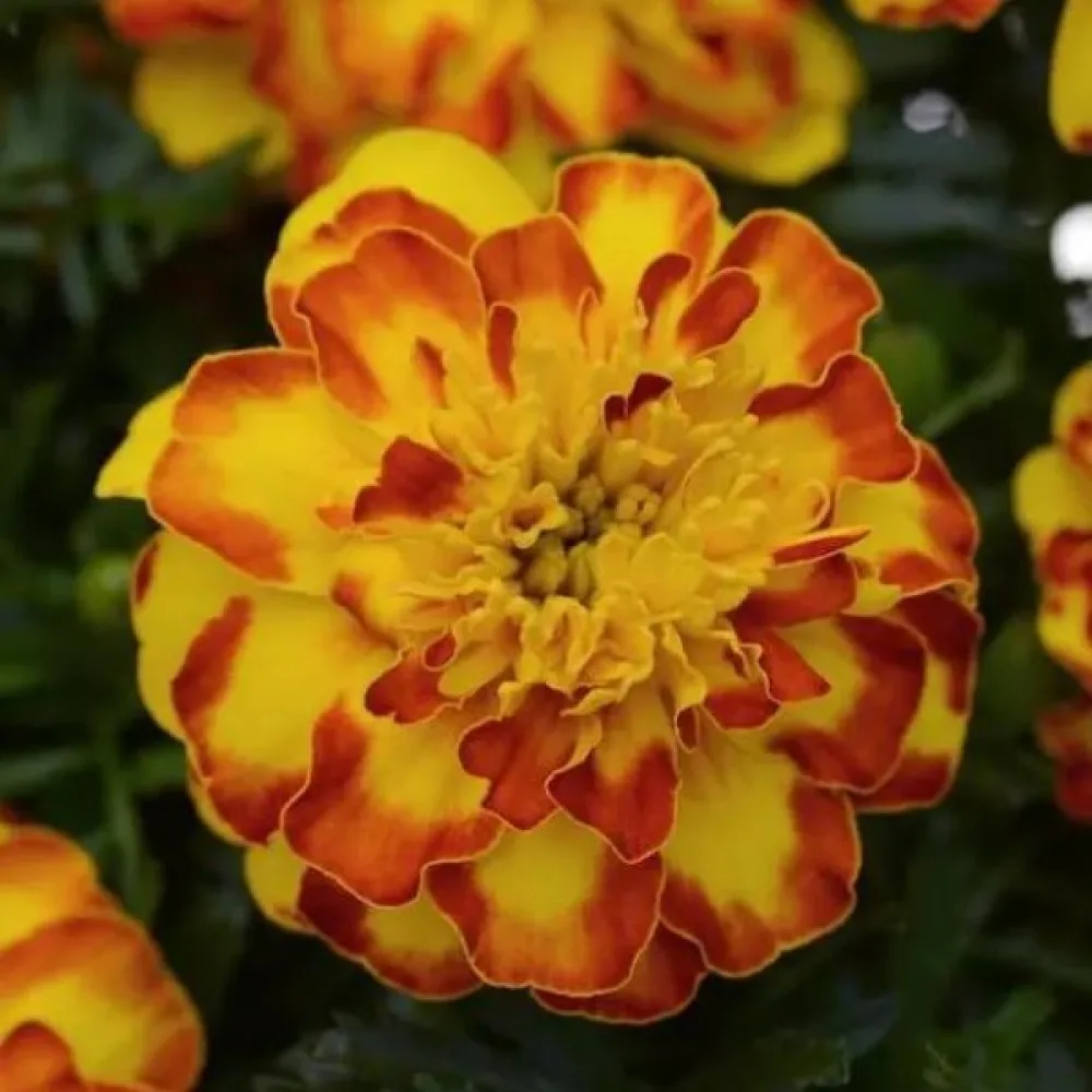 Fransk tagetes 'Del Sol'