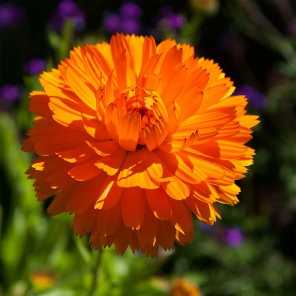Ringblomma Calendula officinalis, fylld orange