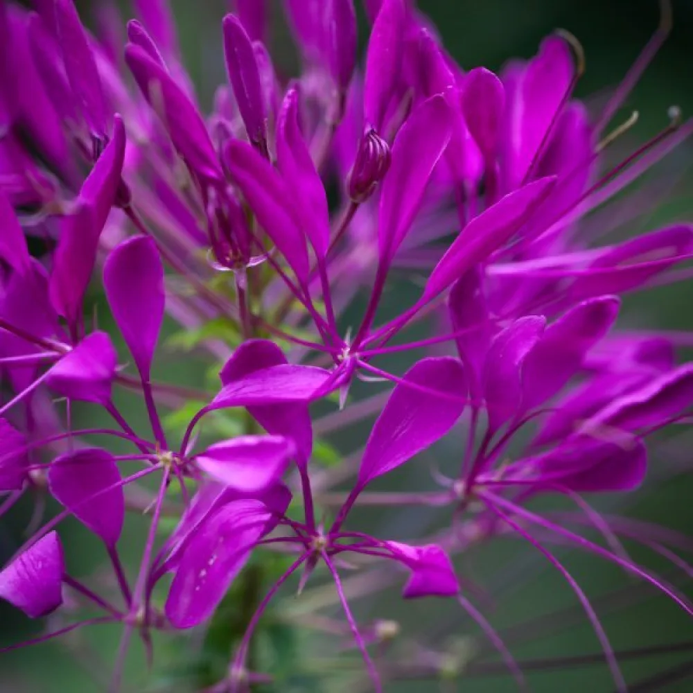 Paradisblomster 'Violet Queen'