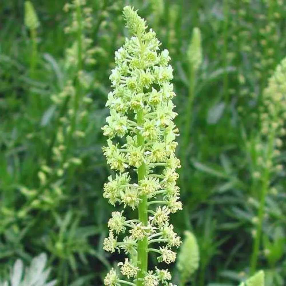 Gulreseda