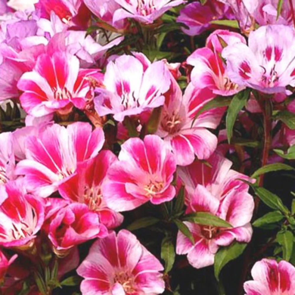 Atlasblomma 'Monarch Dwarf', mix