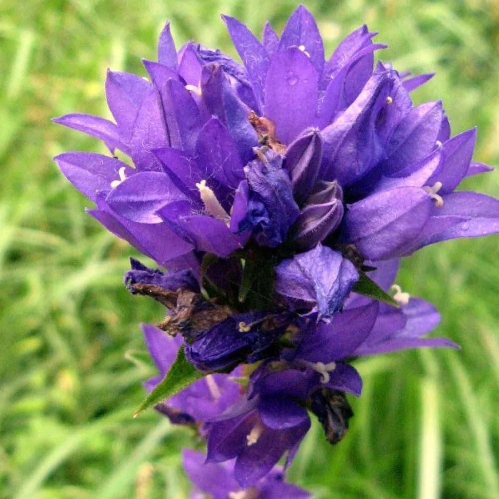 Toppklocka Campanula glomerata var. dahurica – violettblå