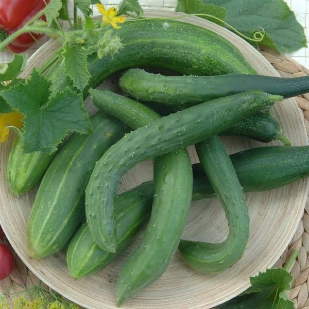 Gurka 'Chinese Slangen'