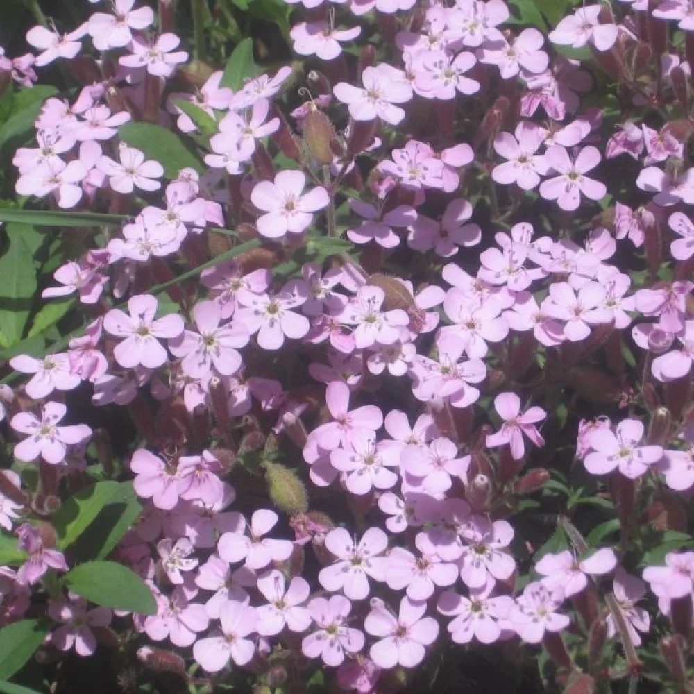 Mattsåpört, rosa