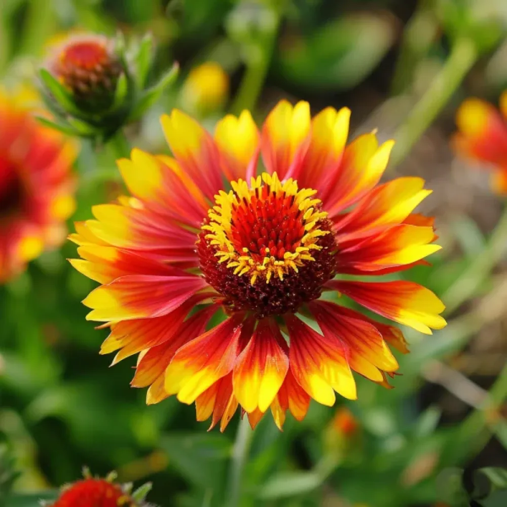 Kokardblomster 'Fackelschein'
