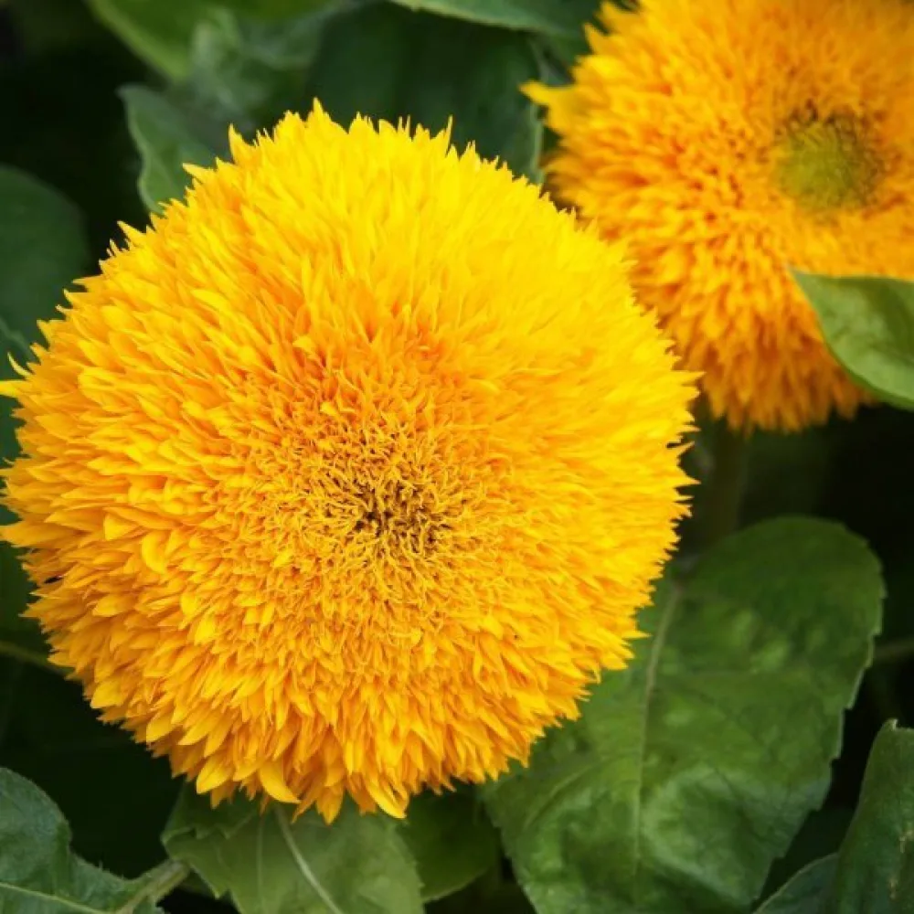 Solros 'Dwarf Sungold'