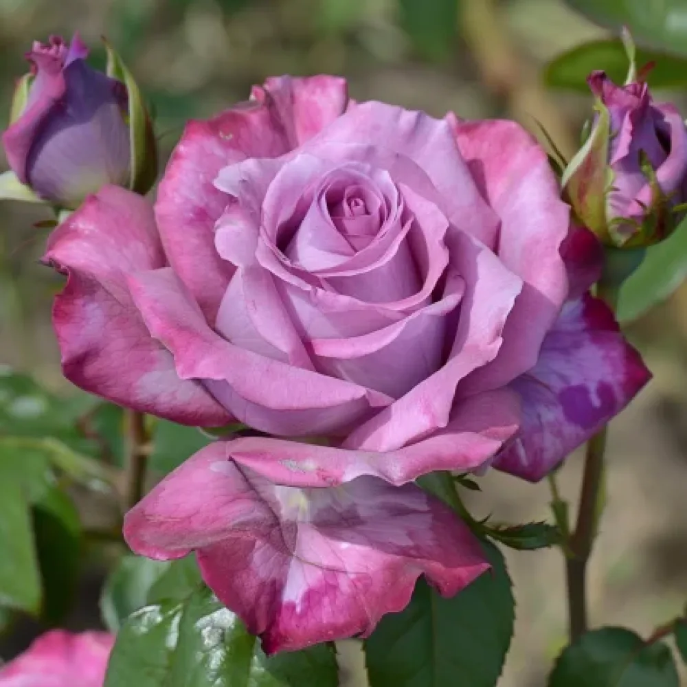 Ros 'Tropical Harmony' – barrotad
