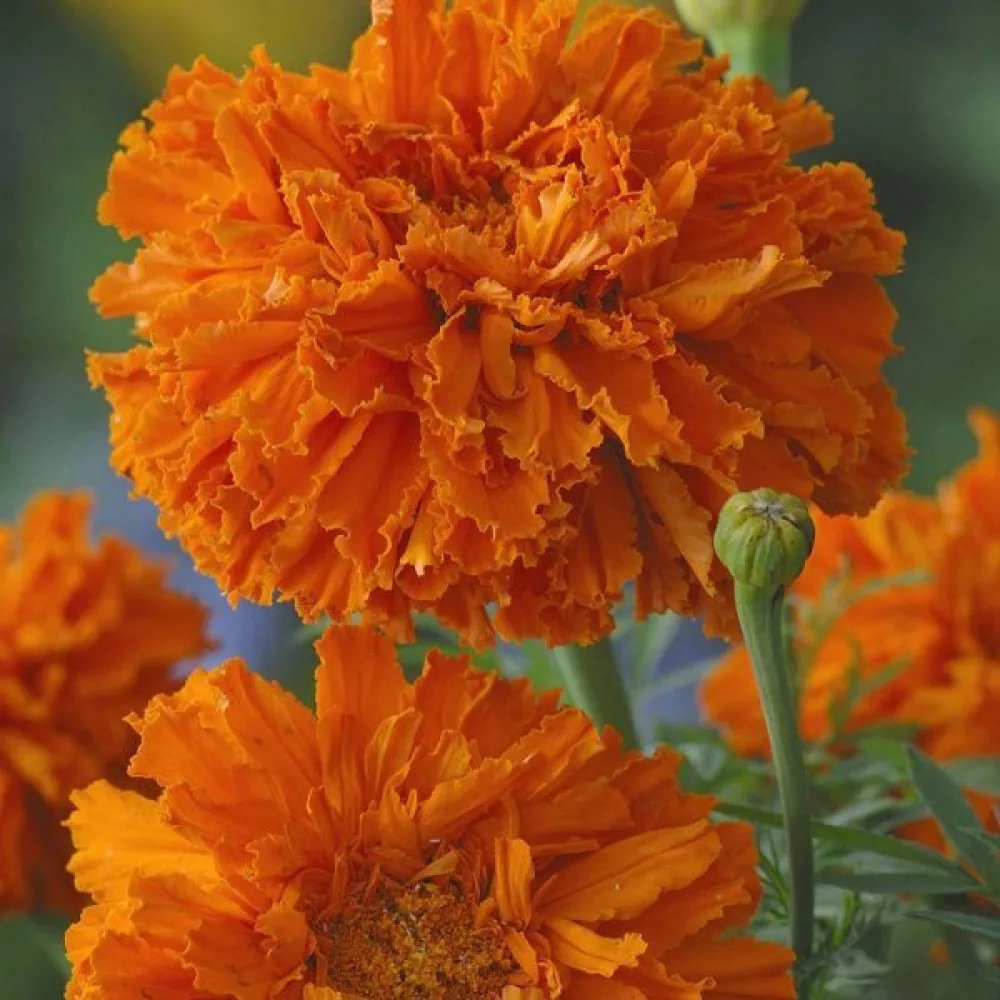 Afrikansk tagetes 'Fantastic Orange'