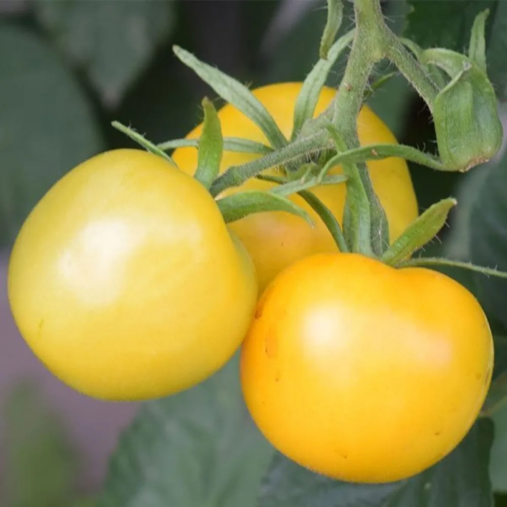 Körsbärstomat 'Yellow Perfection'