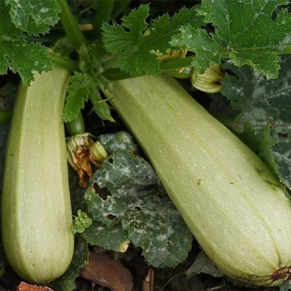 Zucchini 'Bianca di Trieste'