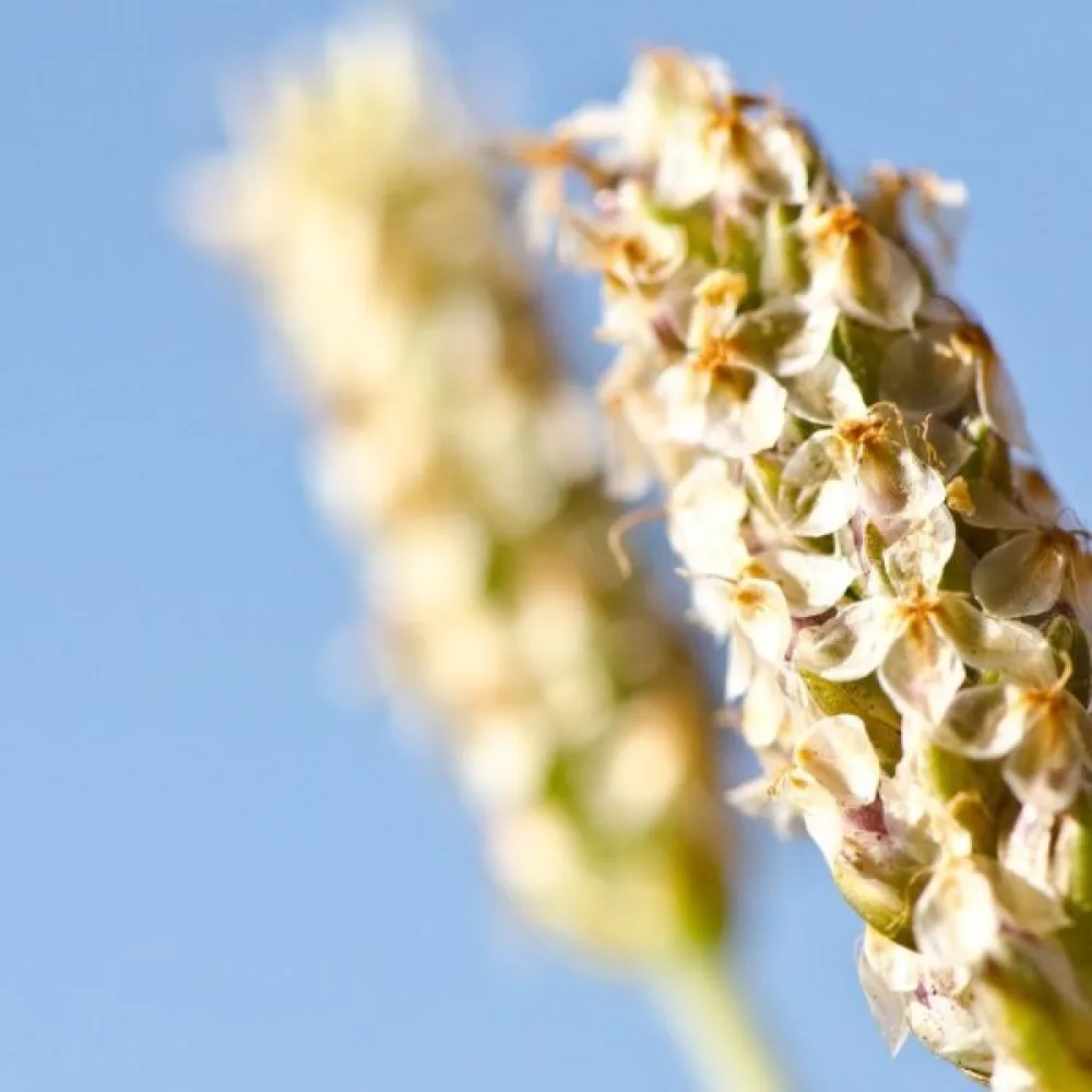 Loppfrö (psyllium)