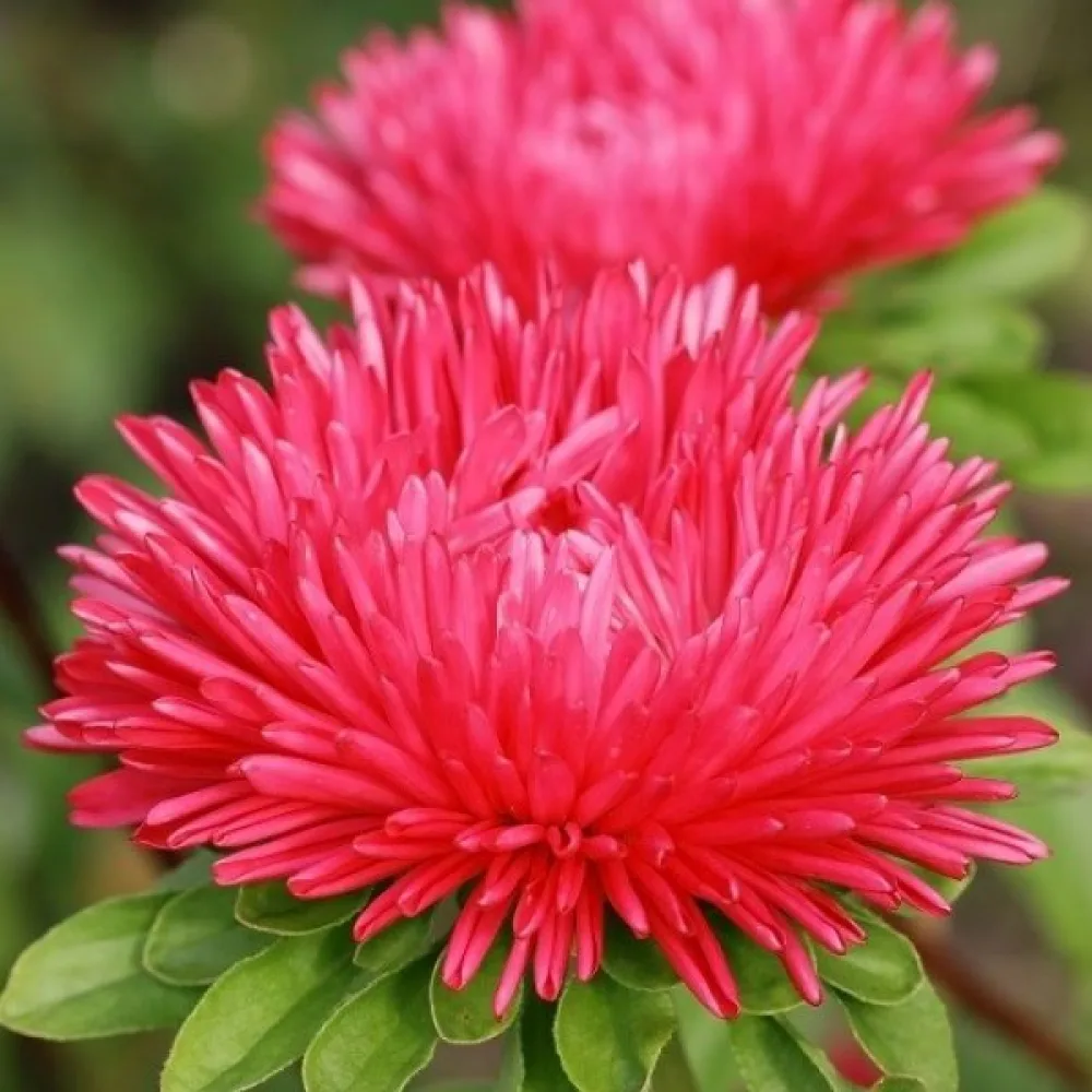Sommaraster 'Igala' röd 'Esmeralda'