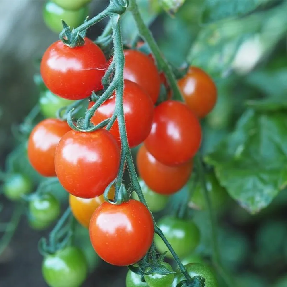 Körsbärstomat 'Gardener's Delight'