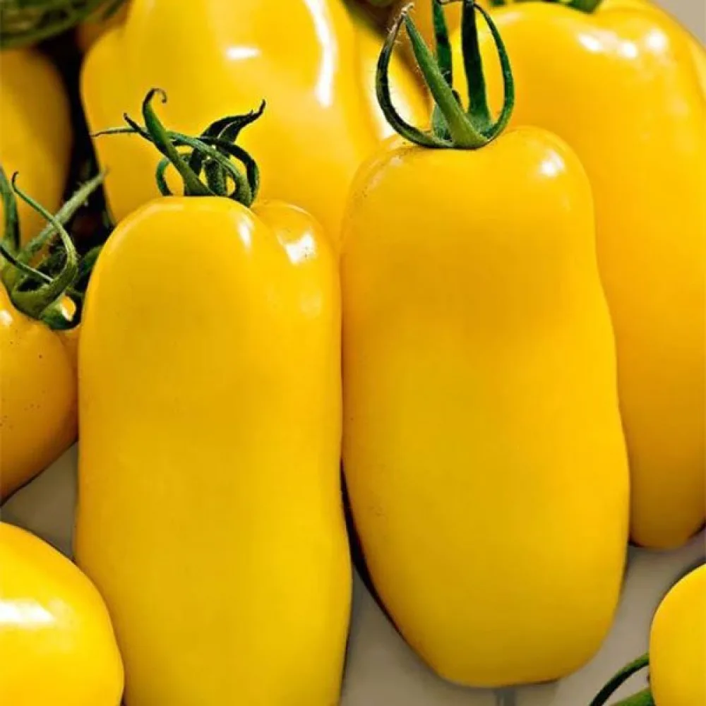 Tomat 'Banana Legs'