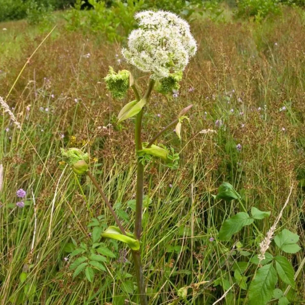 Strätta Angelica sylvestris