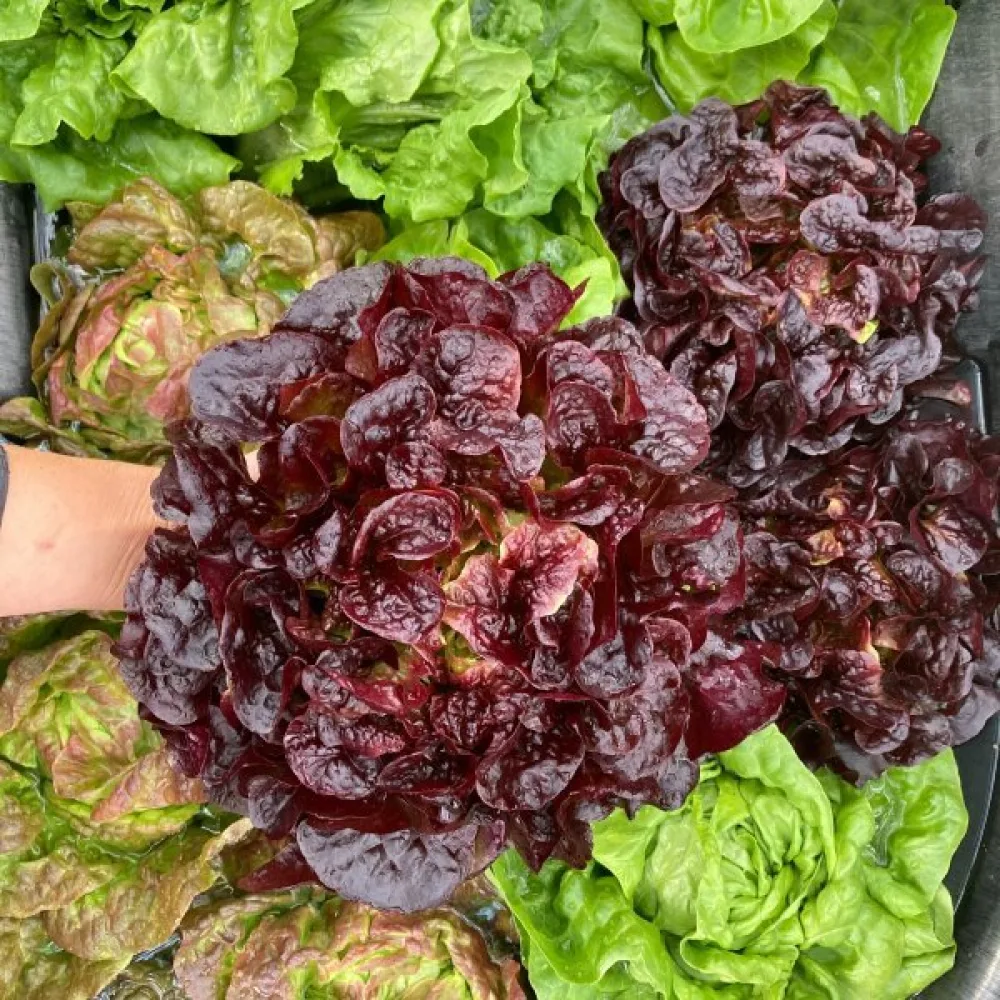 Sallad 'Apache'