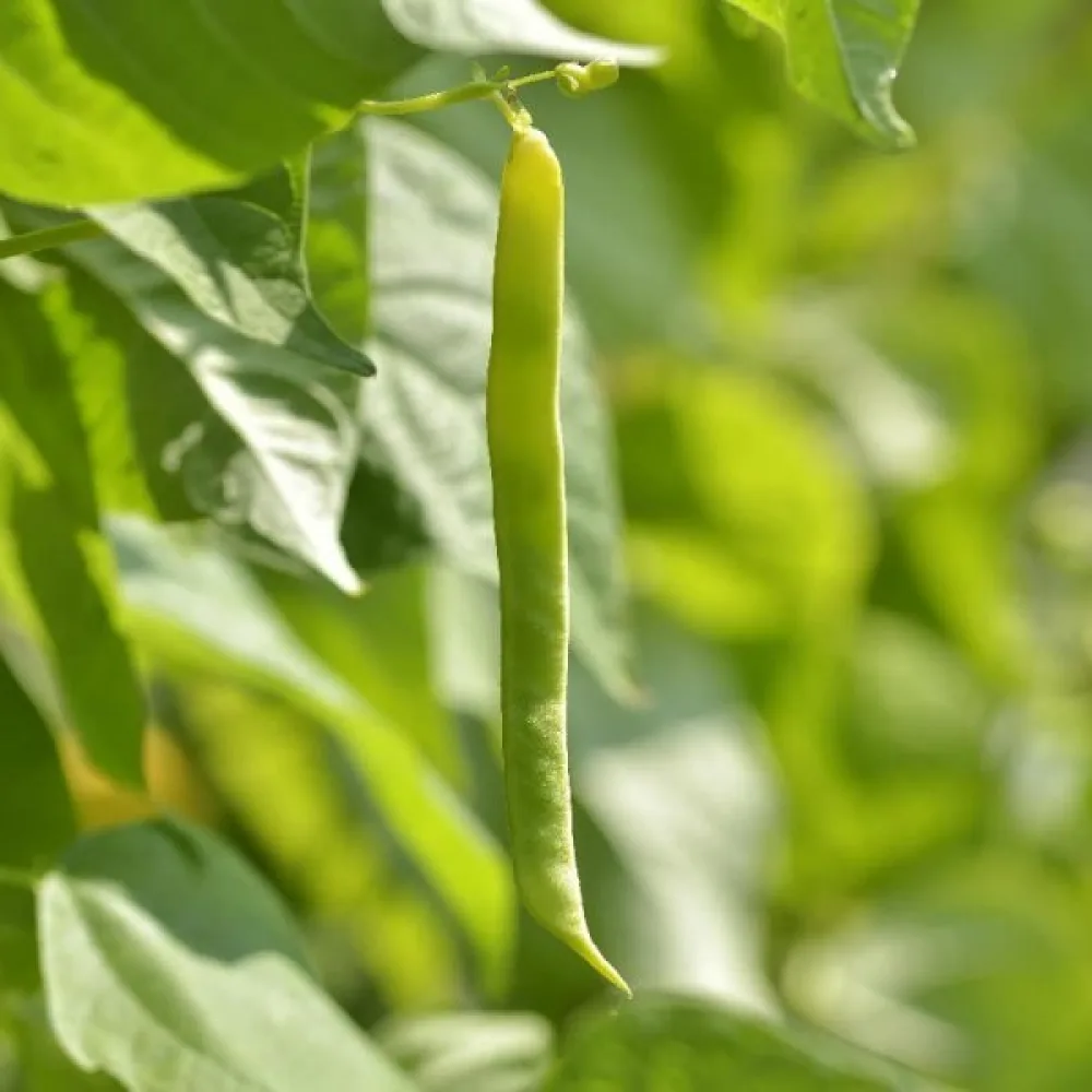Trädgårdsböna 'Topcrop'