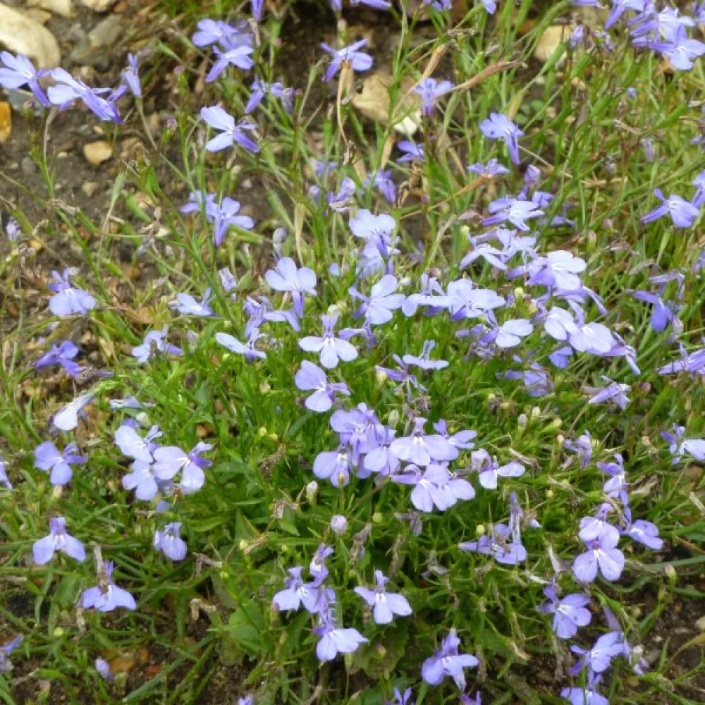 Kantlobelia 'Cambridge Blue'