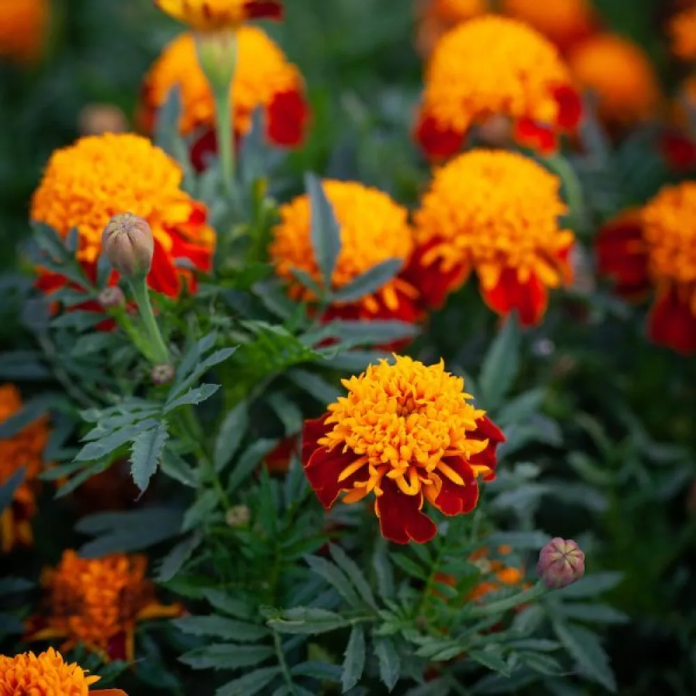 Fransk tagetes 'Tiger Eyes'