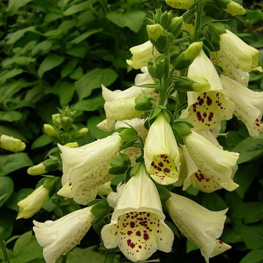 Fingerborgsblomma – primulagul