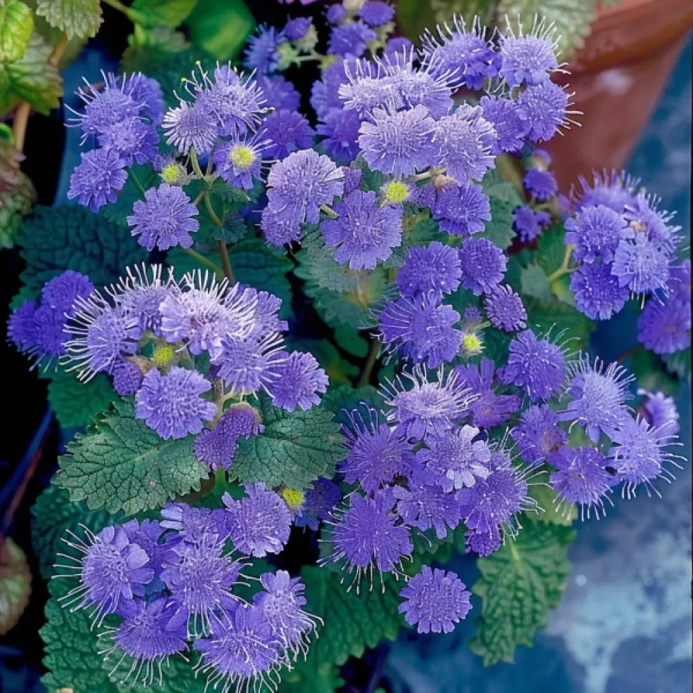 Ageratum 'Blaues Meer'